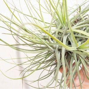 Bundles of 10
Schiedeana Clump Air Plants